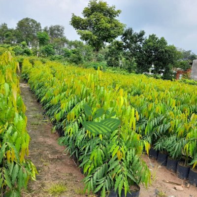 CÂY HOÀNG NAM