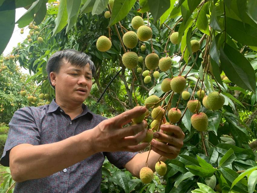 biện pháp phòng trừ sâu bệnh hại cây ăn quả