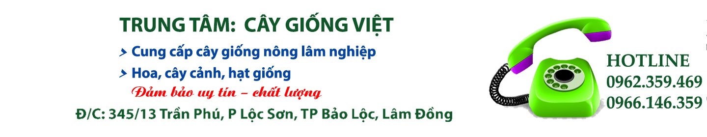 CÂY CÀ PHÊ THIỆN TRƯỜNG